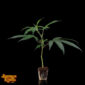 Premium Cannabis Clones